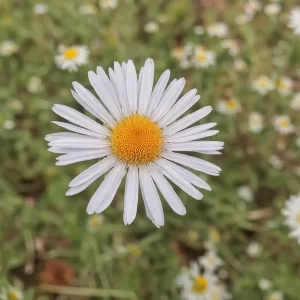 بابونه