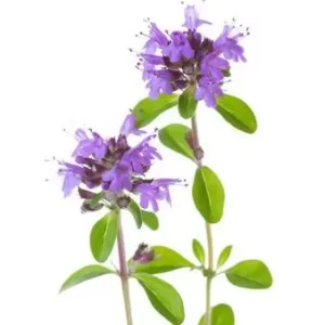 آویشن کوهی